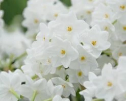 Narcissus Tazetta 'Inbal' 18 Narcissus Tazetta 'Inbal' -Flowers Sales Store narcissus paperwhite inbal 7