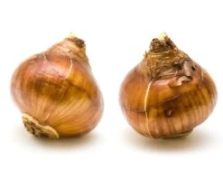 Narcissus Tazetta 'Inbal' 19 Narcissus Tazetta 'Inbal' -Flowers Sales Store narcissus paperwhite inbal 8