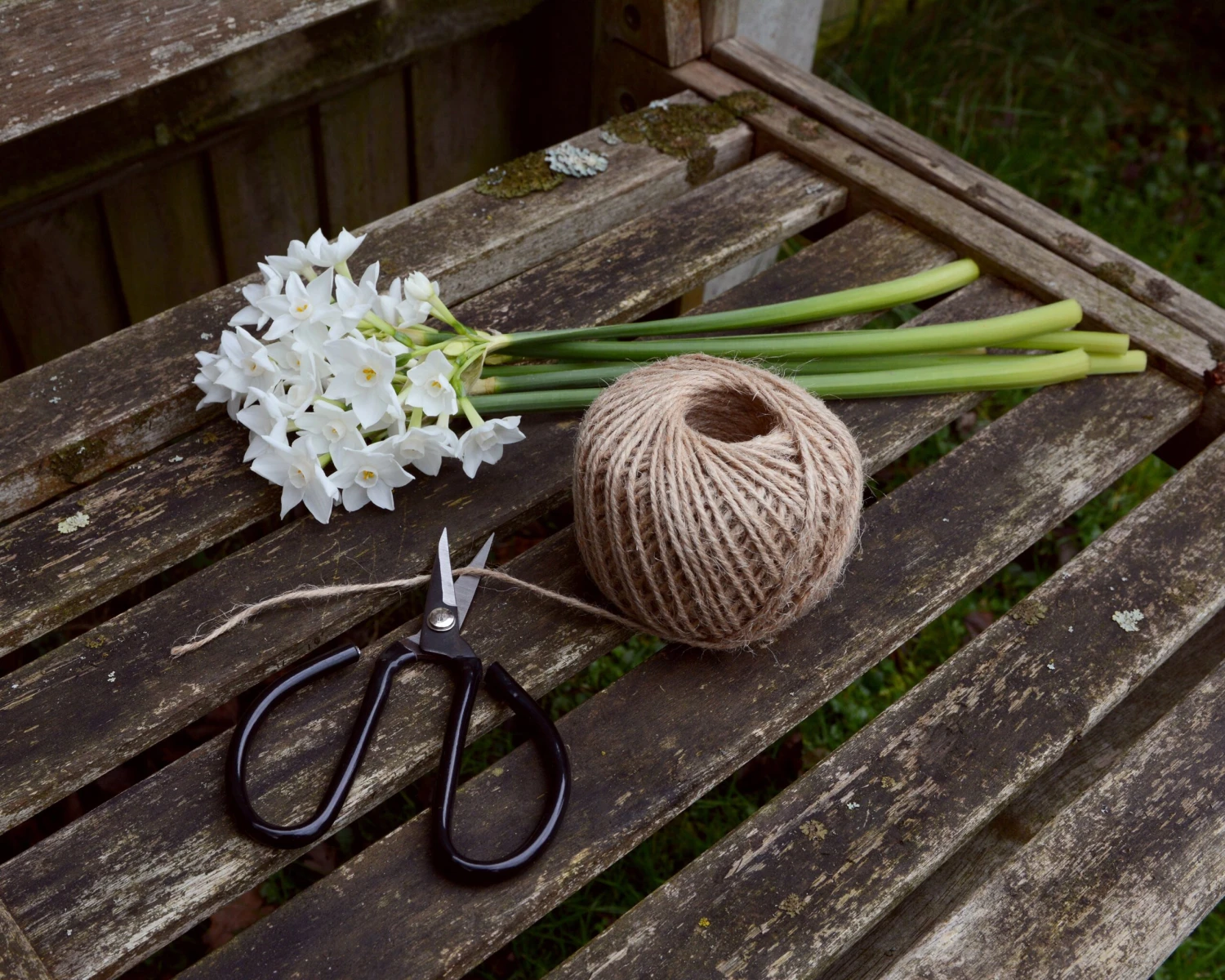 Narcissus Tazetta 'Inbal' 4 Narcissus Tazetta 'Inbal' - Image 2