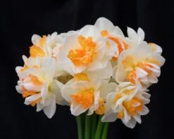 Narcissus 'Peach Prince' -Flowers Sales Store narcissus peach prince 1