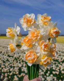 Narcissus 'Peach Prince' -Flowers Sales Store narcissus peach prince 2