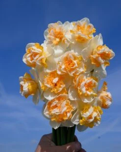 Narcissus 'Peach Prince' -Flowers Sales Store narcissus peach prince 3