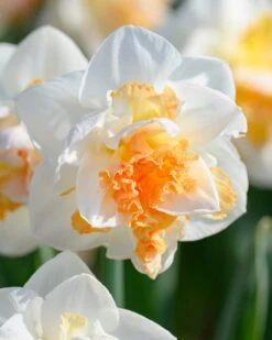 Narcissus 'Peach Prince' -Flowers Sales Store narcissus peach prince 4