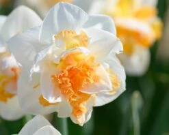 Narcissus 'Peach Prince' -Flowers Sales Store narcissus peach prince 5