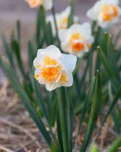 Narcissus 'Peach Prince' -Flowers Sales Store narcissus peach prince 7