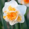 Narcissus 'Peach Prince' 1 Narcissus 'Peach Prince' -Flowers Sales Store narcissus peach prince 7 9d2f7e4b a523 4e34 8e2d 6e3ea4886a4e