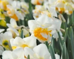 Narcissus 'Peach Prince' -Flowers Sales Store narcissus peach prince 8