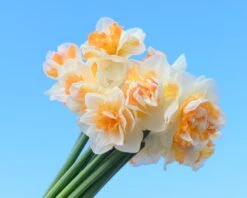 Narcissus 'Peach Prince' -Flowers Sales Store narcissus peach prince 9