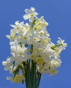Narcissus 'Petrel' -Flowers Sales Store narcissus petrel 1
