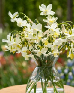 Narcissus 'Petrel' -Flowers Sales Store narcissus petrel 10