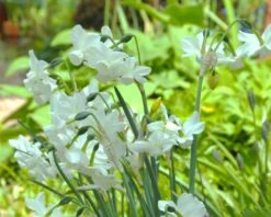 Narcissus 'Petrel' -Flowers Sales Store narcissus petrel 5