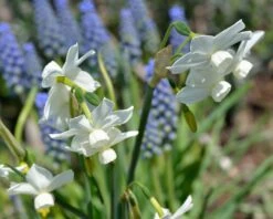 Narcissus 'Petrel' -Flowers Sales Store narcissus petrel 6