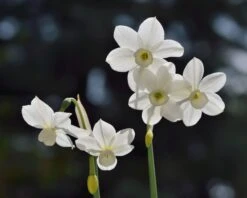 Narcissus 'Petrel' -Flowers Sales Store narcissus petrel 7