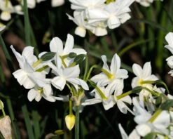 Narcissus 'Petrel' -Flowers Sales Store narcissus petrel 8