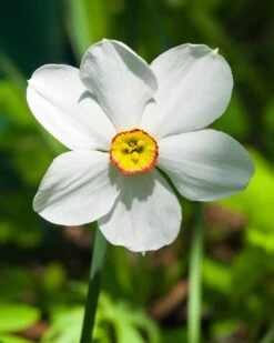Narcissus 'Pheasant's Eye' -Flowers Sales Store narcissus phaesant s eye 1
