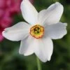 Narcissus 'Pheasant's Eye' -Flowers Sales Store narcissus phaesants eye 0