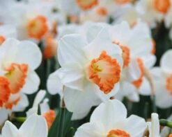 Narcissus 'Pink Charm' -Flowers Sales Store narcissus pink charm 3