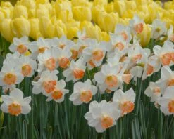 Narcissus 'Pink Charm' -Flowers Sales Store narcissus pink charm 4