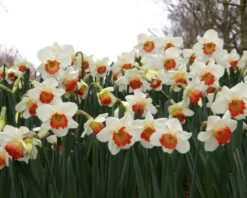 Narcissus 'Pink Charm' -Flowers Sales Store narcissus pink charm 8