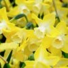 Narcissus 'Pipit' 1 Narcissus 'Pipit' -Flowers Sales Store narcissus pipit 4