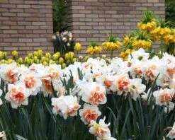 Narcissus 'Replete' 10 Narcissus 'Replete' -Flowers Sales Store narcissus replete 10