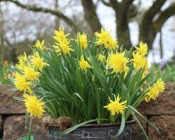 Narcissus 'Rip Van Winkle' 11 Narcissus 'Rip Van Winkle' -Flowers Sales Store narcissus rip van winkle 1 e35af4b3 efac 401e b5bd 42baa34081d8