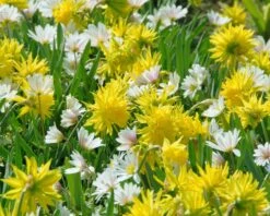 Narcissus 'Rip Van Winkle' 12 Narcissus 'Rip Van Winkle' -Flowers Sales Store narcissus rip van winkle 3