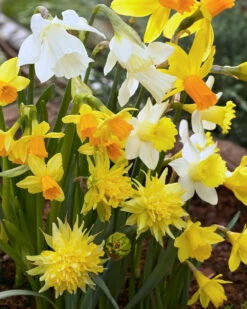 Narcissus 'Rockgarden Mix' -Flowers Sales Store narcissus rockgarden mix 0