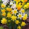 Narcissus 'Rockgarden Mix' -Flowers Sales Store narcissus rockgarden mix 00
