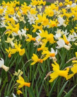 Narcissus 'Rockgarden Mix' -Flowers Sales Store narcissus rockgarden mixed 1