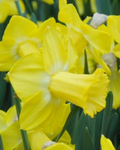 Narcissus 'Sabatini' -Flowers Sales Store narcissus sabatini 1