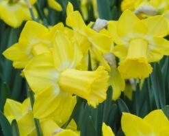 Narcissus 'Sabatini' -Flowers Sales Store narcissus sabatini 2