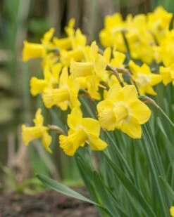 Narcissus 'Sabatini' -Flowers Sales Store narcissus sabatini 3