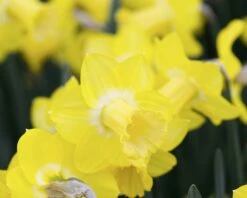 Narcissus 'Sabatini' -Flowers Sales Store narcissus sabatini 4