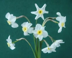 Narcissus 'Segovia' -Flowers Sales Store narcissus segovia 11