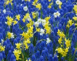 Narcissus 'Segovia' -Flowers Sales Store narcissus segovia 17