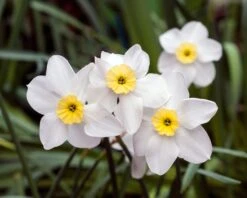 Narcissus 'Segovia' -Flowers Sales Store narcissus segovia 2