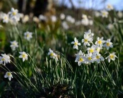 Narcissus 'Segovia' -Flowers Sales Store narcissus segovia 3