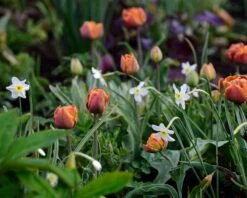 Narcissus 'Segovia' -Flowers Sales Store narcissus segovia 5
