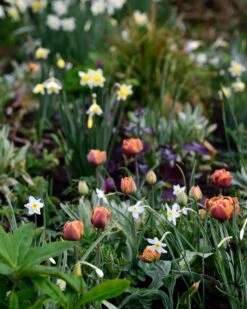 Narcissus 'Segovia' -Flowers Sales Store narcissus segovia 6