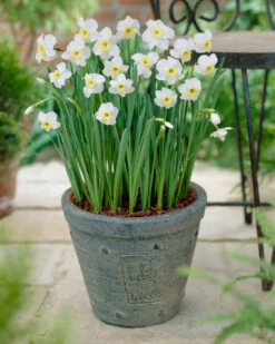 Narcissus 'Segovia' -Flowers Sales Store narcissus segovia 8