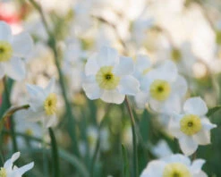 Narcissus 'Segovia' -Flowers Sales Store narcissus segovia 9