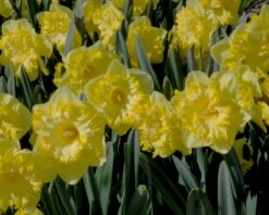 Narcissus 'Snowtip' 10 Narcissus 'Snowtip' -Flowers Sales Store narcissus snowtip 1