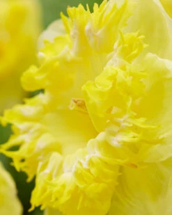 Narcissus 'Snowtip' 11 Narcissus 'Snowtip' -Flowers Sales Store narcissus snowtip 4