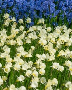 Narcissus 'Spoirot' 11 Narcissus 'Spoirot' -Flowers Sales Store narcissus spoirot 2