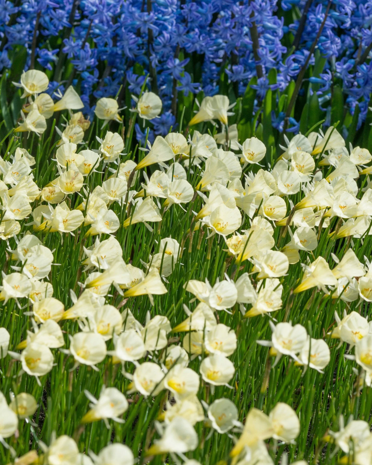 Narcissus 'Spoirot' 6 Narcissus 'Spoirot' - Image 4