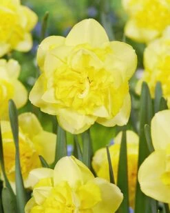 Narcissus 'Spring Paradijs' -Flowers Sales Store narcissus spring paradijs 01