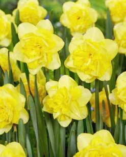 Narcissus 'Spring Paradijs' -Flowers Sales Store narcissus spring paradijs 02