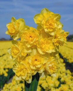 Narcissus 'Spring Paradijs' -Flowers Sales Store narcissus spring paradise 2