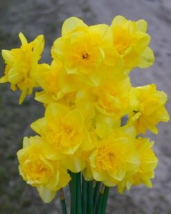 Narcissus 'Spring Paradijs' -Flowers Sales Store narcissus spring paradise 3